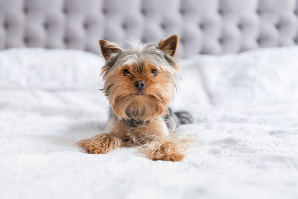 istock Cute yorkshire terrier in the bedroom 926223978