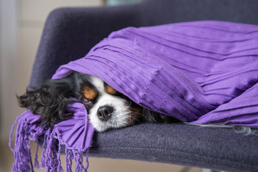 Cute dog under the warm purple blanket