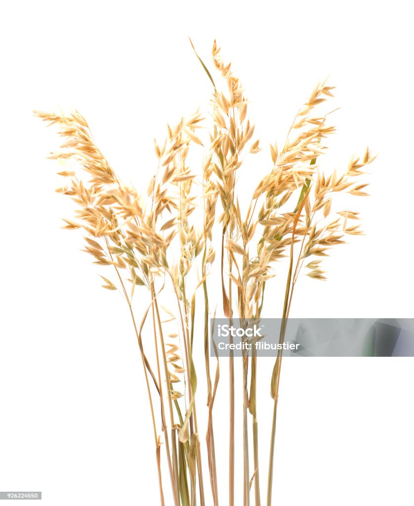 Oat plant  isolated on white close up Oat plant  isolated on white close up . Bundle Stock Photo