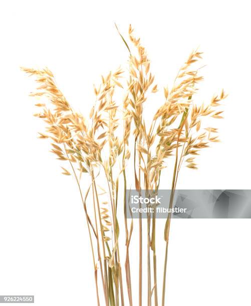 Oat Plant Isolated On White Close Up Stock Photo - Download Image Now - Bundle, Dry, Grass