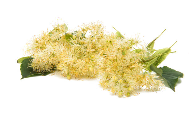 istock branch with linden flowers isolated 926226944