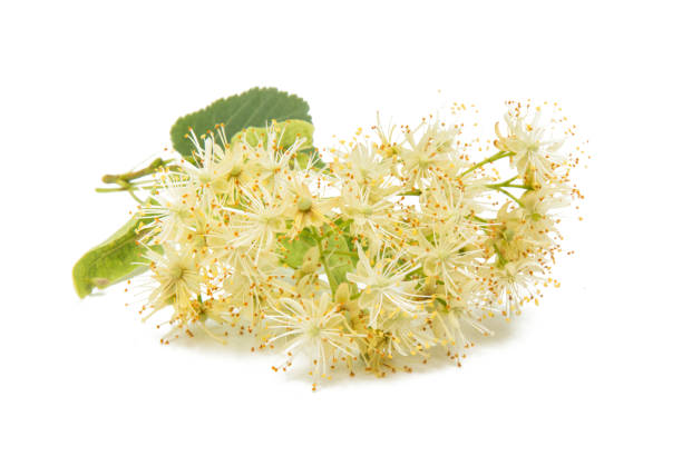 istock branch with linden flowers isolated 926227034