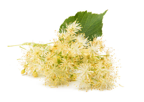 istock branch with linden flowers isolated 926227122