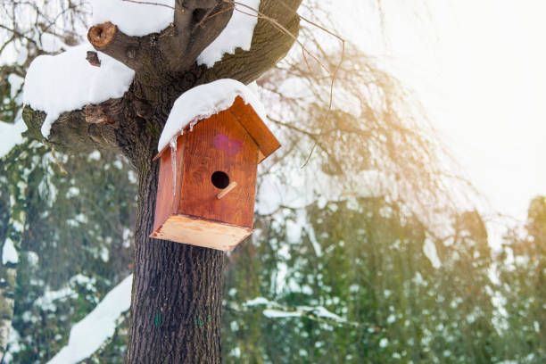 istock Birdhouse in winter 926227934