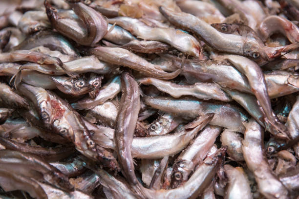 Caplin 110+ Caplin Stock Photos, Pictures & Royalty-Free Images - iStock