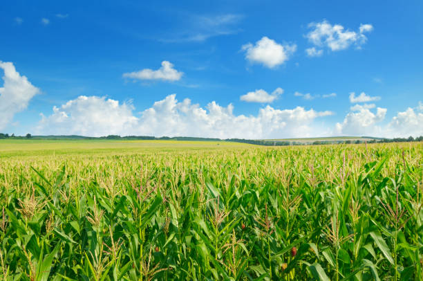 istock Green corn field and blue sky. Agricultural landscape. 926230490