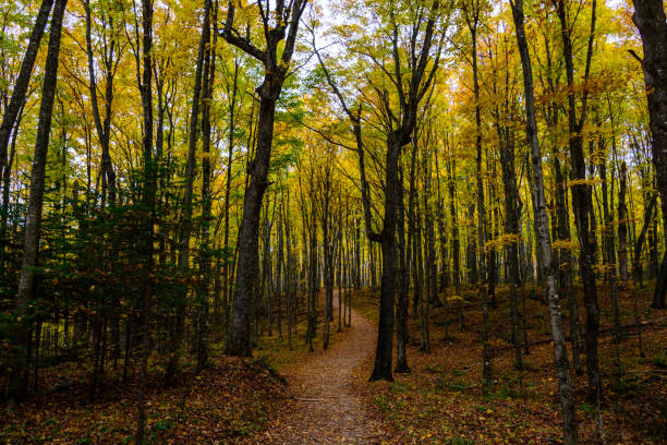 istock Forest trail in Pictured Rocks National Lakeshore Munising 926230790