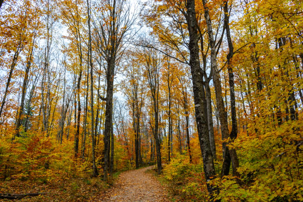 istock Forest trail in Pictured Rocks National Lakeshore Munising 926230826
