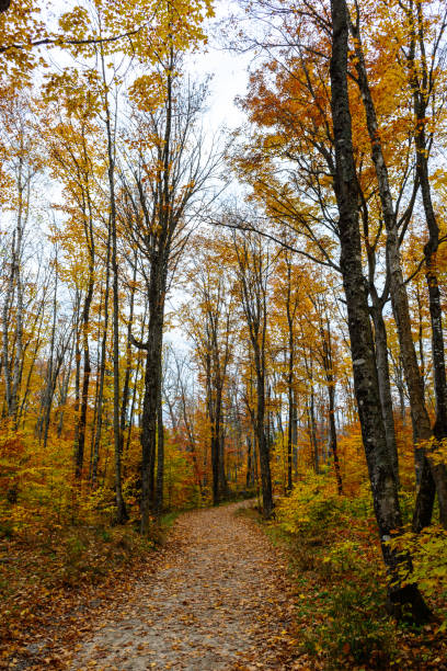 istock Forest trail in Pictured Rocks National Lakeshore Munising 926230832