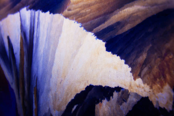 Microcrystals of tartaric acid in polarized light