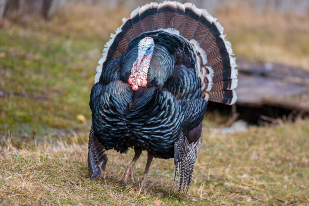 istock Big turkey on a meadow 926234602