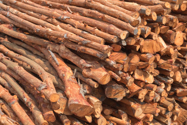 istock Mangrove woods for produce charcoal 926235426