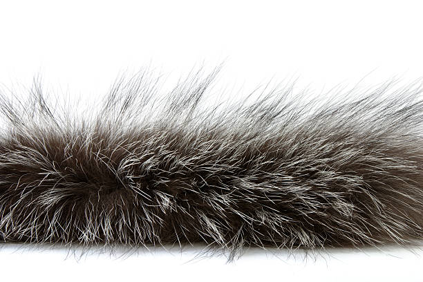 istock Brown fur against a white background 92623783