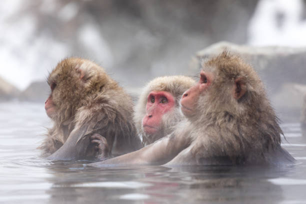 istock Japanese snow monkey in hot springs. 926241760