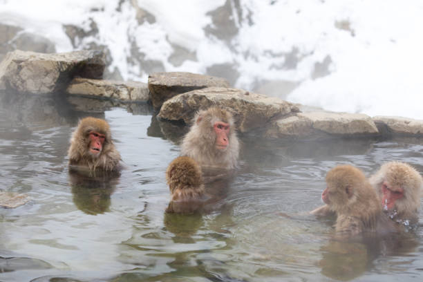istock Japanese snow monkey in hot springs. 926241926