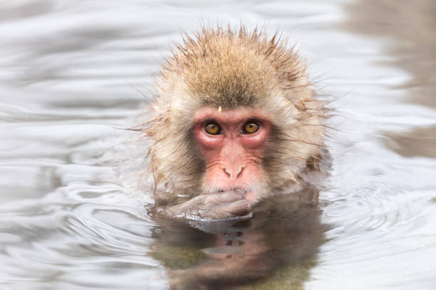 istock Japanese snow monkey in hot springs. 926242122