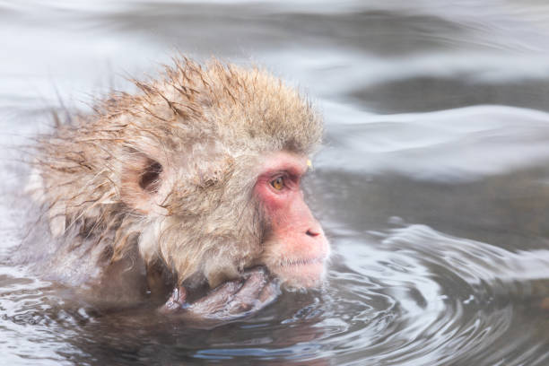 istock Japanese snow monkey in hot springs. 926242436