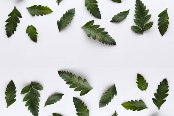 istock Creative layout made of green leaves. Flat lay. Nature concept 926242454