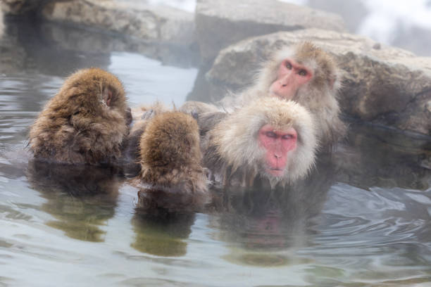 istock Japanese snow monkey in hot springs. 926242620