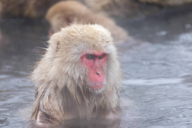 istock Japanese snow monkey in hot springs. 926243294