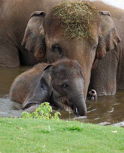 big and small asian elephant facing eachtother