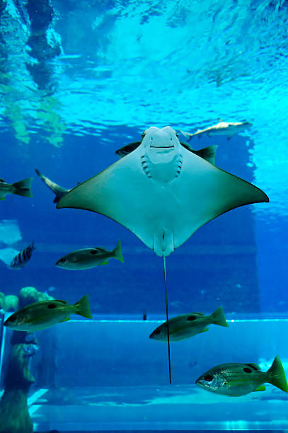 Smiley Ray in the aquarium, Dubai, UAE stock photo