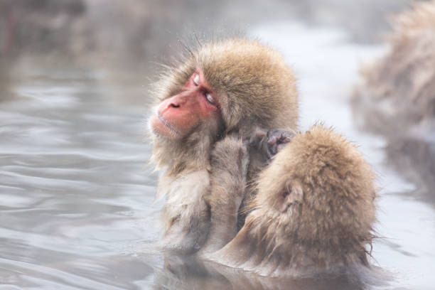 istock Japanese snow monkey in hot springs. 926245926