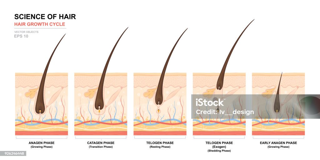 Anatomical training poster. Hair growth phase step by step. Stages of the hair growth cycle. Anagen, telogen, catagen. Skin anatomy. Cross section of the skin layers. Medical vector illustration Hair stock vector