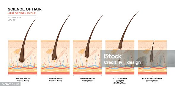 5,102 Hair Growth Illustrations & Clip Art - iStock | Hair growth cycle,  Woman hair growth, Hair growth men