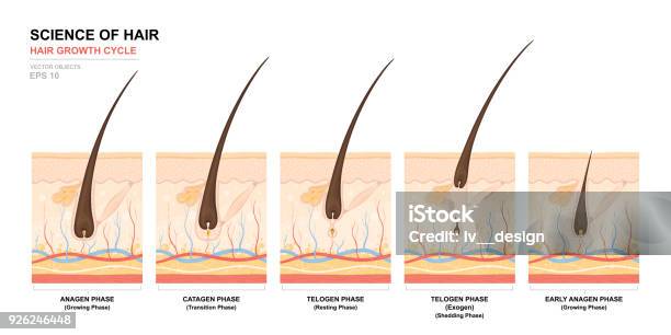 Anatomical Training Poster Hair Growth Phase Step By Step Stages Of The Hair Growth Cycle Anagen Telogen Catagen Skin Anatomy Cross Section Of The Skin Layers Medical Vector Illustration Stock Illustration - Download Image Now