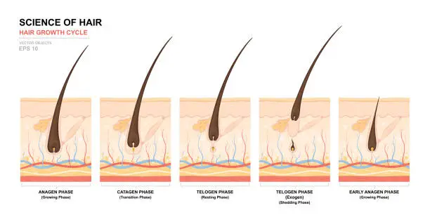 Vector illustration of Anatomical training poster. Hair growth phase step by step. Stages of the hair growth cycle. Anagen, telogen, catagen. Skin anatomy. Cross section of the skin layers. Medical vector illustration