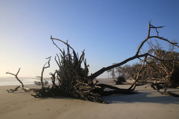 istock Hunting Island Beach, Beaufort SC, Shoreline Erosion, Dead Tree Boneyard 926246746