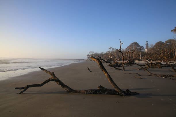 istock Hunting Island Beach, Beaufort SC, Shoreline Erosion, Dead Tree, Lighthouse 926247080
