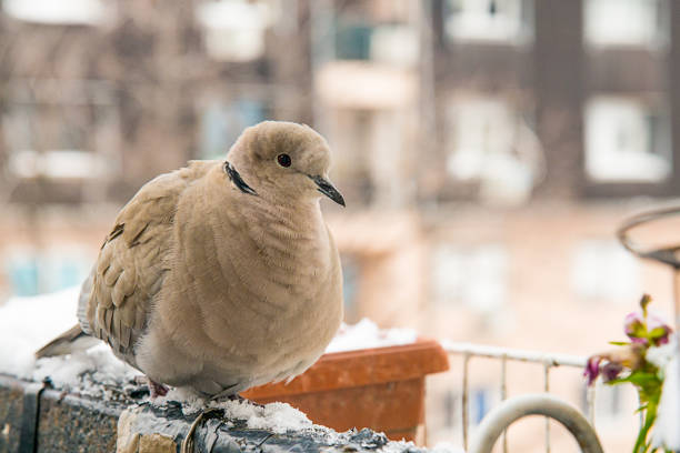 turtledove poses on the snow
