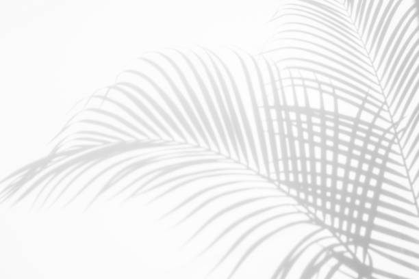 istock abstract background of shadows palm leaf on a white wall. White and Black. 926247340