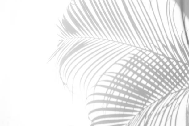 istock abstract background of shadows palm leaf on a white wall. White and Black. 926247348