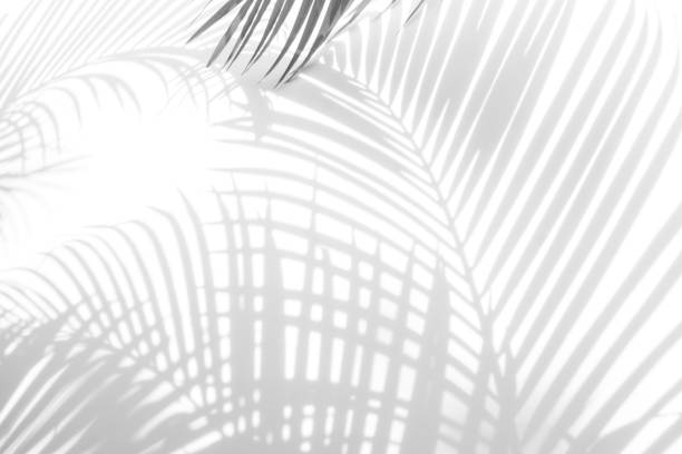 istock abstract background of shadows palm leaf on a white wall. White and Black. 926247376