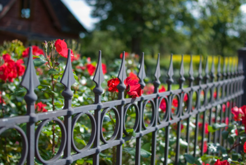 Garden of roses and red brick house behind iron fence. Focus on the fence.  