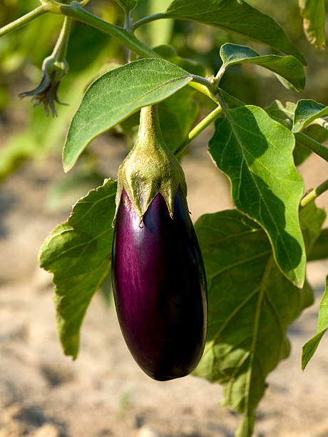 A purple eggplant still on its vine Organic eggplant vegetable in the field. aubergine stock pictures, royalty-free photos & images