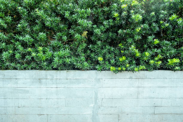 istock Green vertical garden with white brick wall fence background 926250102