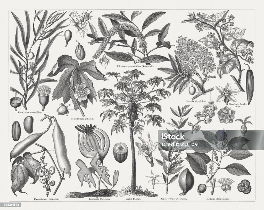 Medicinal plants, wood engravings, published in 1897 Medicinal plants. Top row: Eucalyptus amygdalina (Black peppermint) with flower bud (top), blossom, and fruit (left); Podophyllum peltatum with flower bud (top), and fruit; Pilocarpus pennatifolius (Jaborandi) with blossoms (left), and cut blossom; Hagenia abyssinica with blossom, and fruit; Marsdenia condurango with blossoms, and fruit. Bottom row: Physostigma venenosum with fruit sleeve (bean), and seed (left); Laminaria cloustoni; Carica papaya with cut fruit, and blossom; Aspidosperma quebracho-blanco with blossom, and fruit; Mallotus philippensis with fruit, male and female (top) blossom, and cut fruit. Wood engravings, published in 1897. Engraving stock illustration