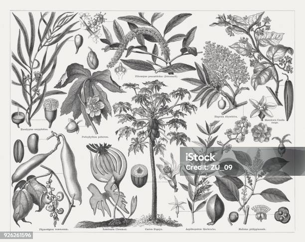 Medicinal Plants Wood Engravings Published In 1897 Stock Illustration - Download Image Now