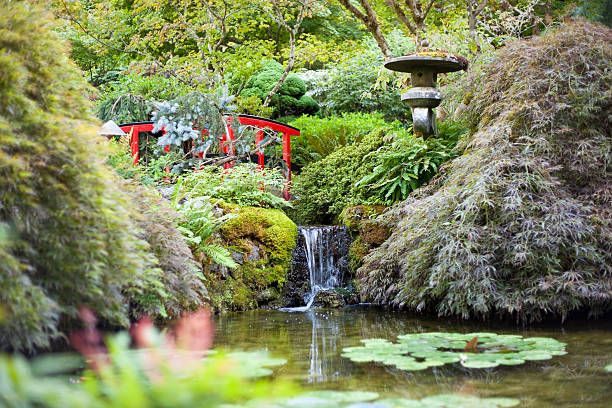 butchart садов - japanese tea garden стоковые фото и изображения