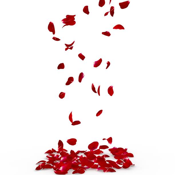 istock Rose petals fall to the floor 926263802