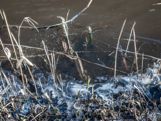 istock Ice surface in a pond on the edge between the reeds 926263906