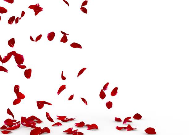 istock Rose petals fall to the floor 926263908