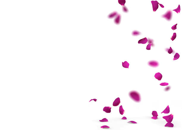 istock Purple rose petals fall to the floor 926264032