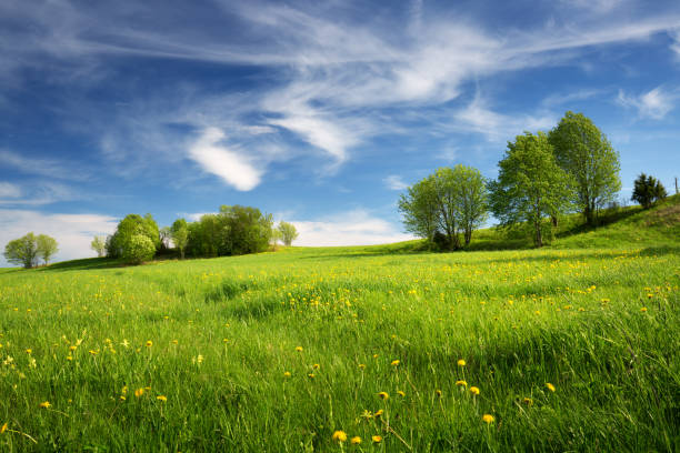 istock Field with dandelions and blue sky 926264718