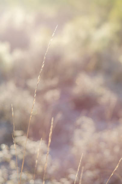 istock Morning in the field 926264750
