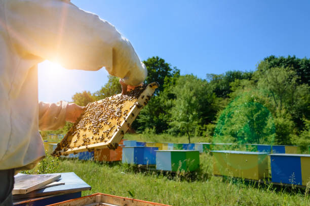 bienenhaus. der imker entnimmt der bienenstock waben mit bienen. imkerei. - apiculture stock-fotos und bilder
